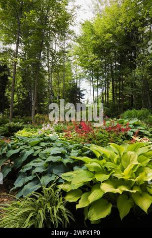 Gemischte Hosta-Pflanzen und rote Astilbes im Garten im Wald im Sommer. Stockfoto