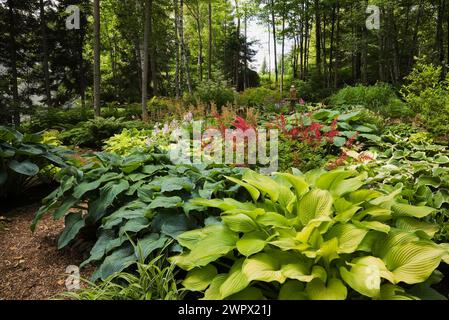 Gemischte Hosta-Pflanzen und rote Astilbes im Garten im Wald im Sommer. Stockfoto