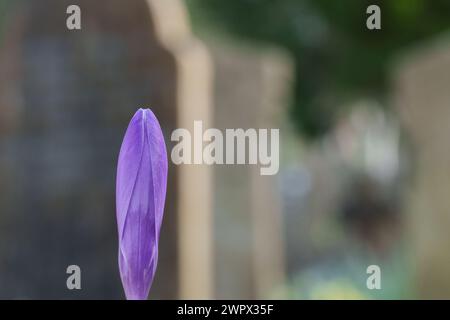 Einzelner lila Krokus auf dem alten Friedhof von southampton Stockfoto