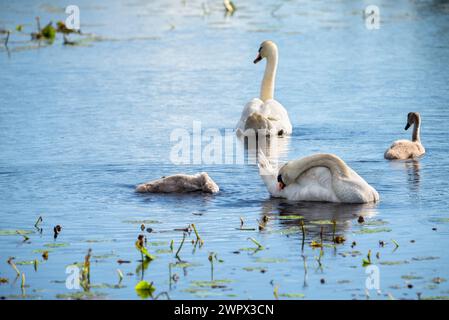 Schwanenfamilie auf einem Teich - Mutter und Vater schwimmen mit ihren Schwänen. Konzentrieren Sie sich auf einen Stift. Stockfoto