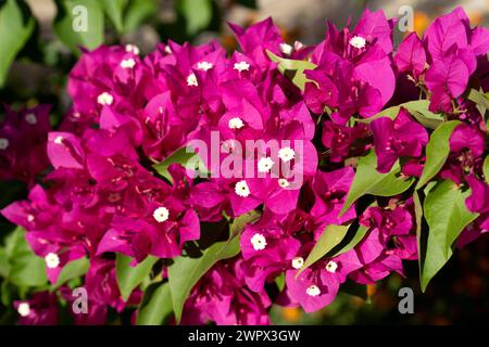 Blühende Bougainvillea Blumen Hintergrund. Hellrosa Magenta Bougainvillea, kleine Bougainvillea, Bougainvillea glabra. Stockfoto