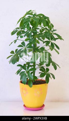 Schefflera arboricola Baum in einem gelben Topf Stockfoto