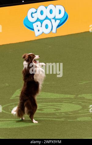 CRUFTS 2024 MAIN ARENA INTERNATIONAL FREESTYLE HEELWORK ZUM MUSIKFINALE GENTING ARENA Stockfoto