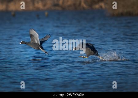 Die Frühjahrs-Coot-Jagd früh am Morgen Stockfoto