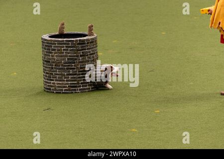 CRUFTS 2024 MAIN ARENA INTERNATIONAL FREESTYLE HEELWORK ZUM MUSIKFINALE GENTING ARENA Stockfoto