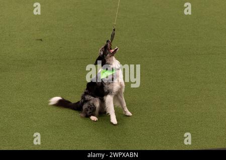 CRUFTS 2024 MAIN ARENA INTERNATIONAL FREESTYLE HEELWORK ZUM MUSIKFINALE GENTING ARENA Stockfoto