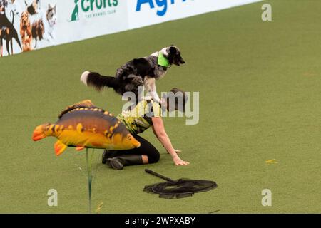 CRUFTS 2024 MAIN ARENA INTERNATIONAL FREESTYLE HEELWORK ZUM MUSIKFINALE GENTING ARENA Stockfoto