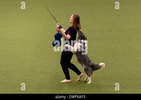 CRUFTS 2024 MAIN ARENA INTERNATIONAL FREESTYLE HEELWORK ZUM MUSIKFINALE GENTING ARENA Stockfoto