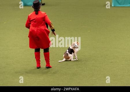 CRUFTS 2024 MAIN ARENA INTERNATIONAL FREESTYLE HEELWORK ZUM MUSIKFINALE GENTING ARENA Stockfoto