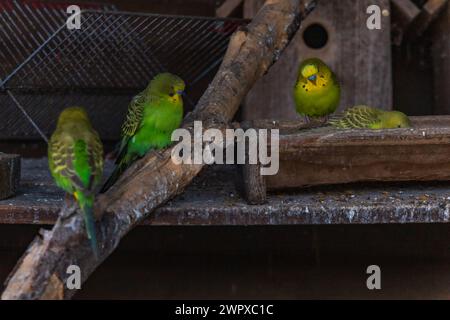 Wunderschöne große Herde von kleinen und bunten Papageien, die auf Holzzweigen in einem großen Käfig auf einer kleinen Farm sitzen Stockfoto