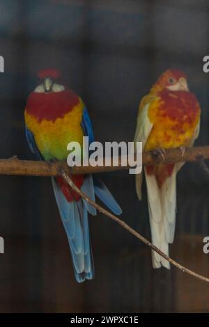 Wunderschöne große Herde von kleinen und bunten Papageien, die auf Holzzweigen in einem großen Käfig auf einer kleinen Farm sitzen Stockfoto