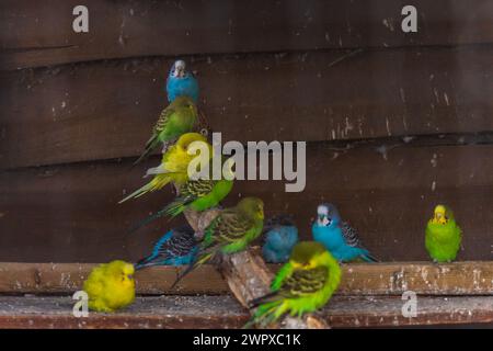 Wunderschöne große Herde von kleinen und bunten Papageien, die auf Holzzweigen in einem großen Käfig auf einer kleinen Farm sitzen Stockfoto