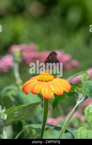 Nahaufnahme einer Pfauenblume (aglais io) auf einer mexikanischen Sonnenblume (tithonia rotundifolia) Stockfoto