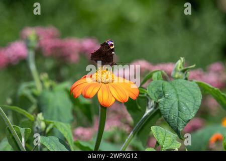 Nahaufnahme einer Pfauenblume (aglais io) auf einer mexikanischen Sonnenblume (tithonia rotundifolia) Stockfoto
