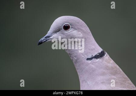 Eurasische Taube (Streptopelia Decocto), Porträt, Emsland, Niedersachsen, Deutschland Stockfoto