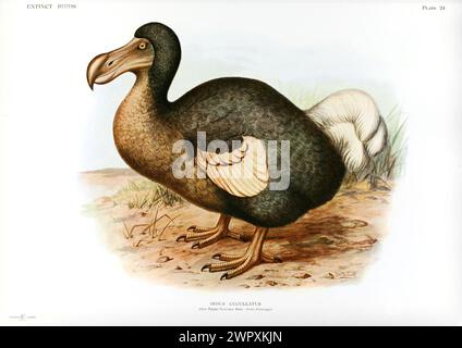 Dodo (Raphus cucullatus). Vintage Lithographische Buchplatte von Walter Rothschild „Extinct Birds“, 19. Jahrhundert Stockfoto