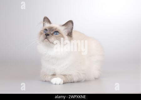 Vier Monate altes Kätzchen weiblich von Birma Katzenporträt Stockfoto