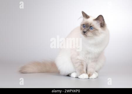 Vier Monate altes Kätzchen weiblich von Birma Katzenporträt Stockfoto