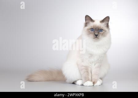 Vier Monate altes Kätzchen weiblich von Birma Katzenporträt Stockfoto