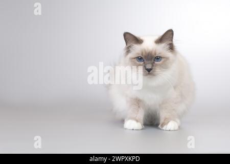 Vier Monate altes Kätzchen weiblich von Birma Katzenporträt Stockfoto