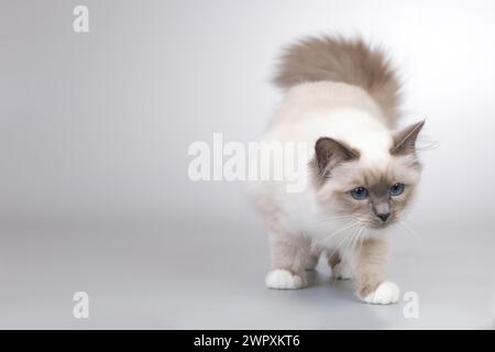 Vier Monate altes Kätzchen weiblich von Birma Katzenporträt Stockfoto