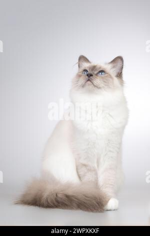 Vier Monate altes Kätzchen weiblich von Birma Katzenporträt Stockfoto