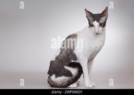 Cornish rex Rasse männliche Katze posiert für Porträt im Studio Stockfoto