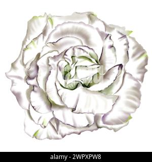 Große weiße Blüte. Rose oder Eustoma. Stockfoto
