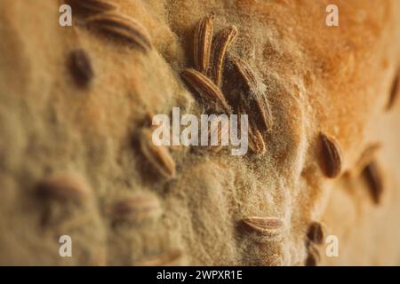 Auf dem Brötchen entstanden mehrere Wochen alte Schimmelpilze Stockfoto