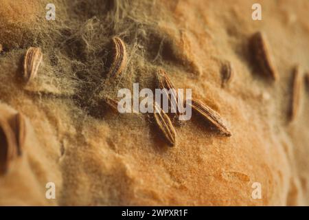 Auf dem Brötchen entstanden mehrere Wochen alte Schimmelpilze Stockfoto