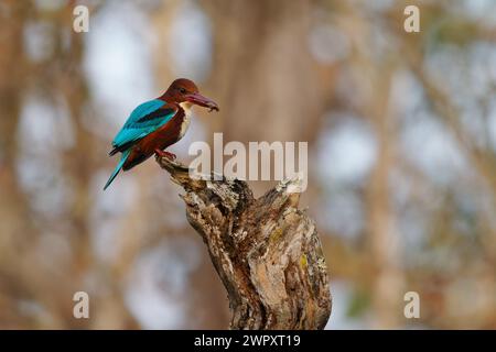 Weißkehle oder Weißbrust Eisvogel, Halcyon smyrnensis auf dem Zweig, Baum eisvogel verbreitet in Asien von der Türkei nach Osten durch die Indianer Stockfoto