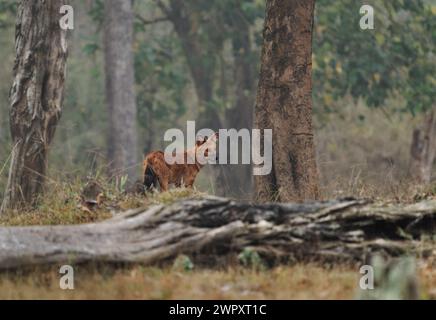 Dhole oder Asiatic oder Indian or Red Wild Dog – Cuon alpinus ist ein in Asien heimischer Kanid, der genetisch nah an Arten der Gattung Canis, Living and hun ist Stockfoto