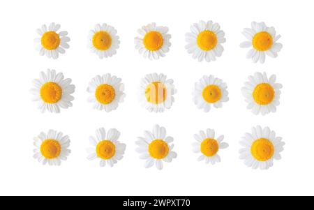 Kamillenblüten isoliert auf weiß gesetzt. Weiße Gänseblümchen in der Blüte. Chamaemelum nobile pflanzliche Heilpflanze. Stockfoto