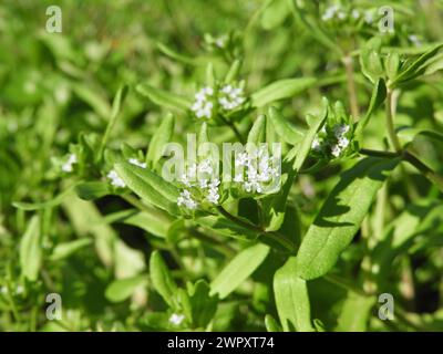 Valerianella locusta kleine hellblaue Blumen in der Nähe. Kornsalat blühende Pflanze im sonnigen Garten. Lamm-Salat-Blütenstände. Stockfoto