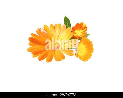 Calendula officinalis leuchtend orange Blüten und Knospen, isoliert auf weiß. Die blühende Heilpflanze der Ringelblume. Stockfoto