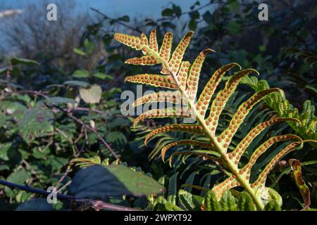 Polypodium vulgare für gewöhnliche Polypodie-Farnfronde mit rundem hellorangefarbenen sori auf der Unterseite. Stockfoto