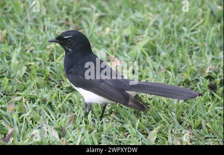 Schwarz-weißer Wille-Bachstelzvogel, der auf dem Gras in Australien sitzt Stockfoto