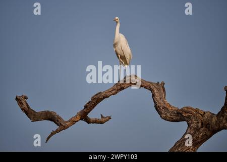 Zwischenreiher auf einem Strang, Indien Stockfoto