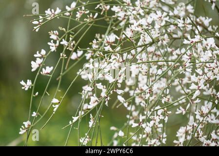 Foto von Blumen auf dem Hintergrund Stockfoto