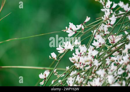 Foto von Blumen auf dem Hintergrund Stockfoto