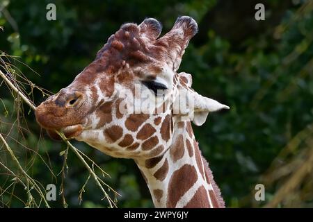 Nahaufnahme Porträt einer Giraffe, die Blätter eines Zweiges isst, das schöne gefleckte Muster auf seinem Körper ist deutlich sichtbar. Stockfoto