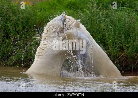 Zwei Eisbären mit dickem weißem Pelz spielen an einem heißen Sommertag Kämpfe und spritzen Wasser in einem kühlen Pool. Stockfoto