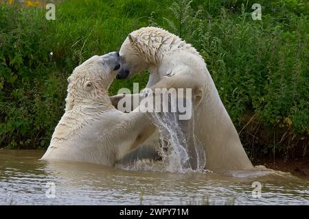 Zwei sehr große Eisbären mit dickem weißem Fell stehen in einem Pool und spielen Kämpfe, was große Spritzer im kühlen Wasser verursacht. Stockfoto