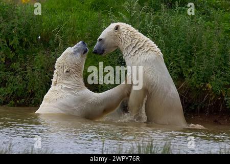 Zwei Eisbären mit dickem weißem Pelz kämpfen an einem warmen Tag in einem Pool, um kühl zu bleiben. Stockfoto