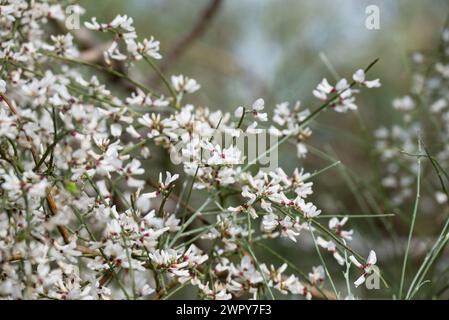 Foto von Blumen auf dem Hintergrund Stockfoto