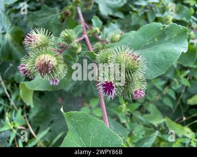 Große Klette, Arctium lappa mit lila farbenen Blüten Stockfoto