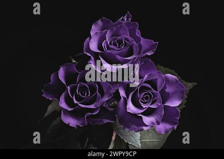 Violette Blumen auf schwarzem Hintergrund. Beerdigungsattribute Stockfoto