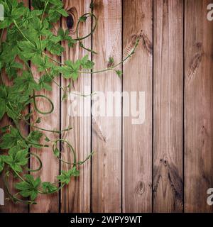 Grüne Hopfenzweige mit Blättern, schön geschwungen. Schönheit in der Natur. Zutat zum Brauen. Hopfengirlande. Frühlingsgrün. Ranken und Hopfenzweige Stockfoto