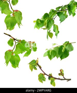 Frühlingslaub. Lindenblütentee. Junge Lindenblätter. Lindenbaum isoliert auf weiß. Apotheke, Apotheke, Naturmedizin, heilender Kräutertee, A Stockfoto