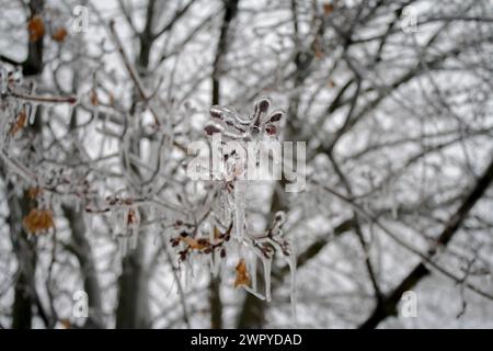 Baumzweige nach einem winterlichen Regensturm Stockfoto